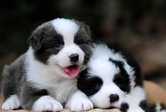 边牧犬多少钱一只幼崽,700-20000元每只(纯度,级别,品相影响价格)